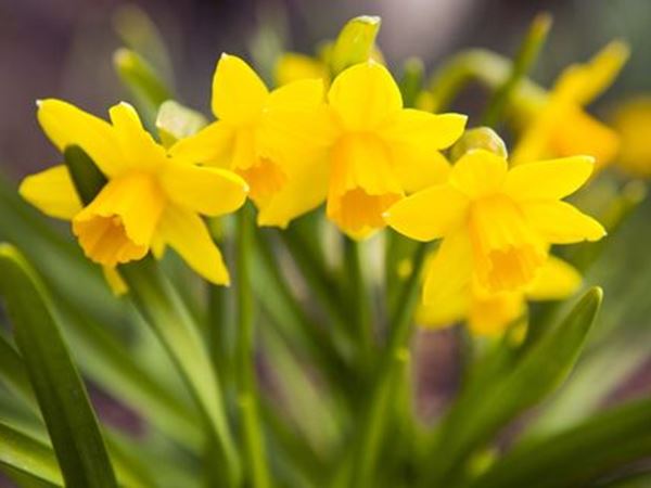 daffs